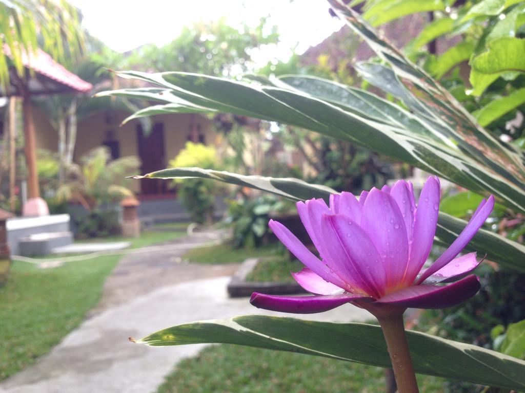 Dimuwa Ubud Rom bilde